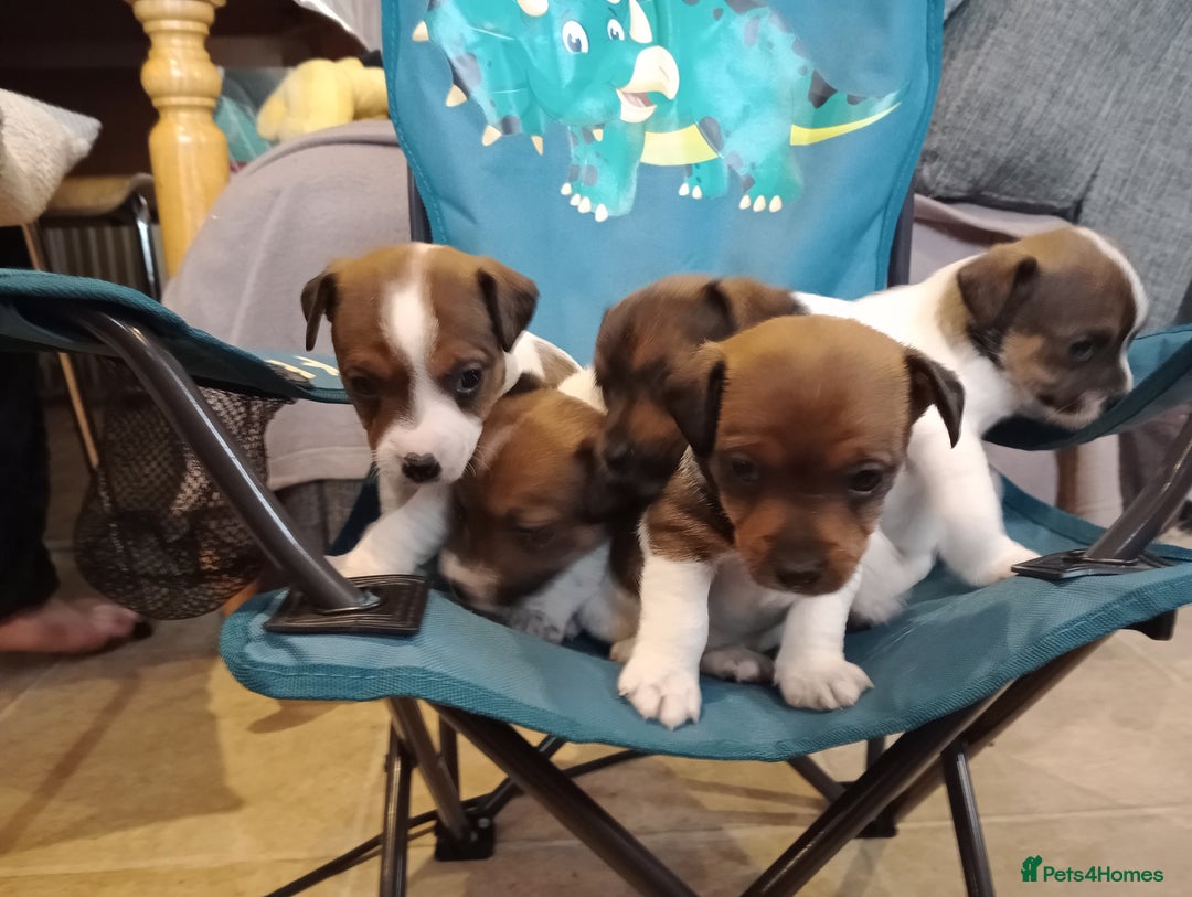 Jack Russell dogs for sale: Jack russell puppies - Advert 9