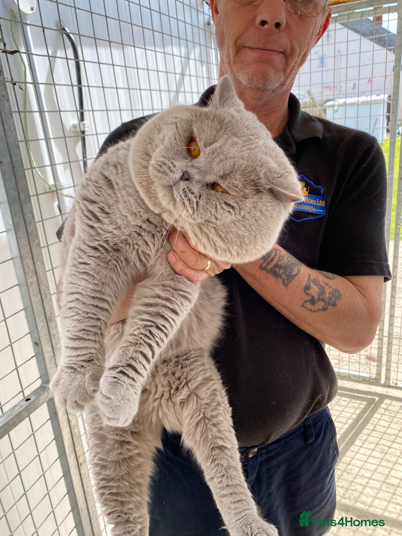British Shorthair cats Cocobrownie Barley lilac stud to select females  - Advert 2