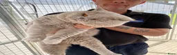 British Shorthair cats for stud: Cocobrownie Barley lilac stud to select females  - Advert 2