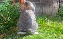 Dwarf Lop rabbits for sale: Castrated Male  - Image 3