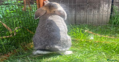 Dwarf Lop rabbits - Advert 1