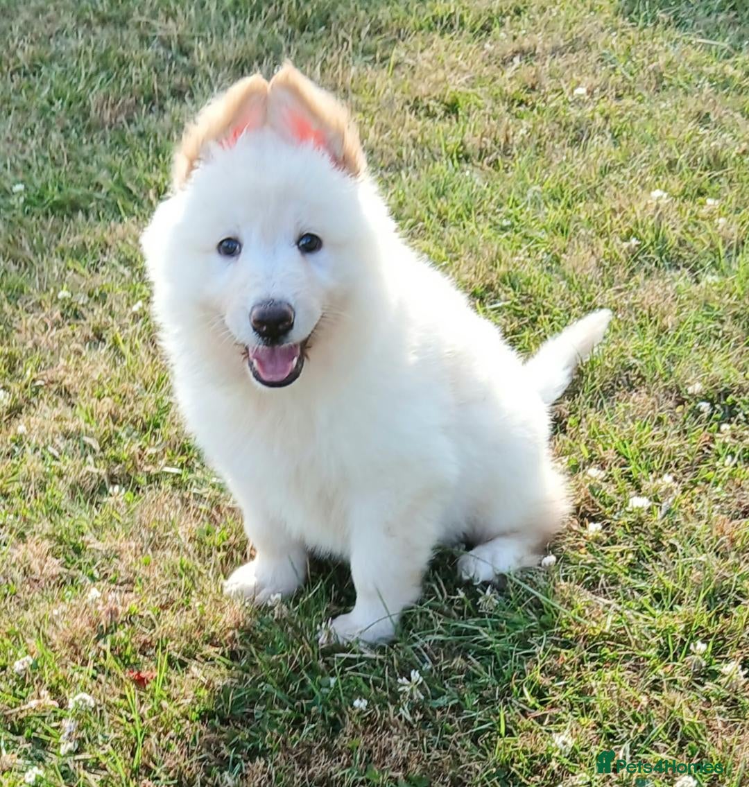 German Shepherd dogs for sale: Ready Now Beautiful Big Long Coated GSD Puppies - Image 12