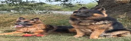 German Shepherd dogs for sale: Stunning GSD working line puppies  - Advert 7