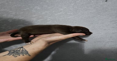 Mixed Breed dogs - Advert 9