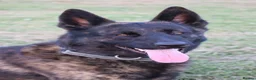 Belgian Shepherd Dog dogs for sale: DH male  - Advert 14