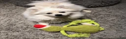Pomeranian dogs for sale: Pomeranian Spitz Puppy looking for a forever home - Advert 2
