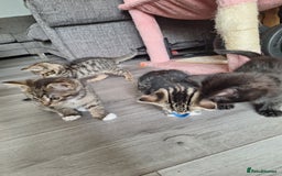 Domestic Shorthair cats for sale: Kittens for sale mother is half maine coon - Image 14