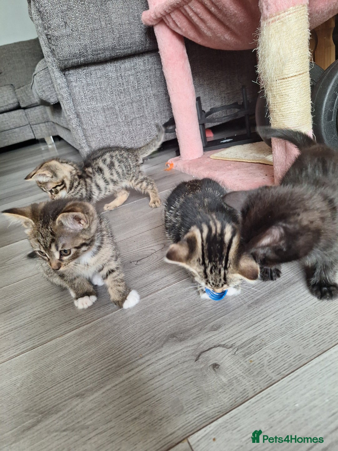 Domestic Shorthair cats for sale: Kittens for sale mother is half maine coon - Image 14