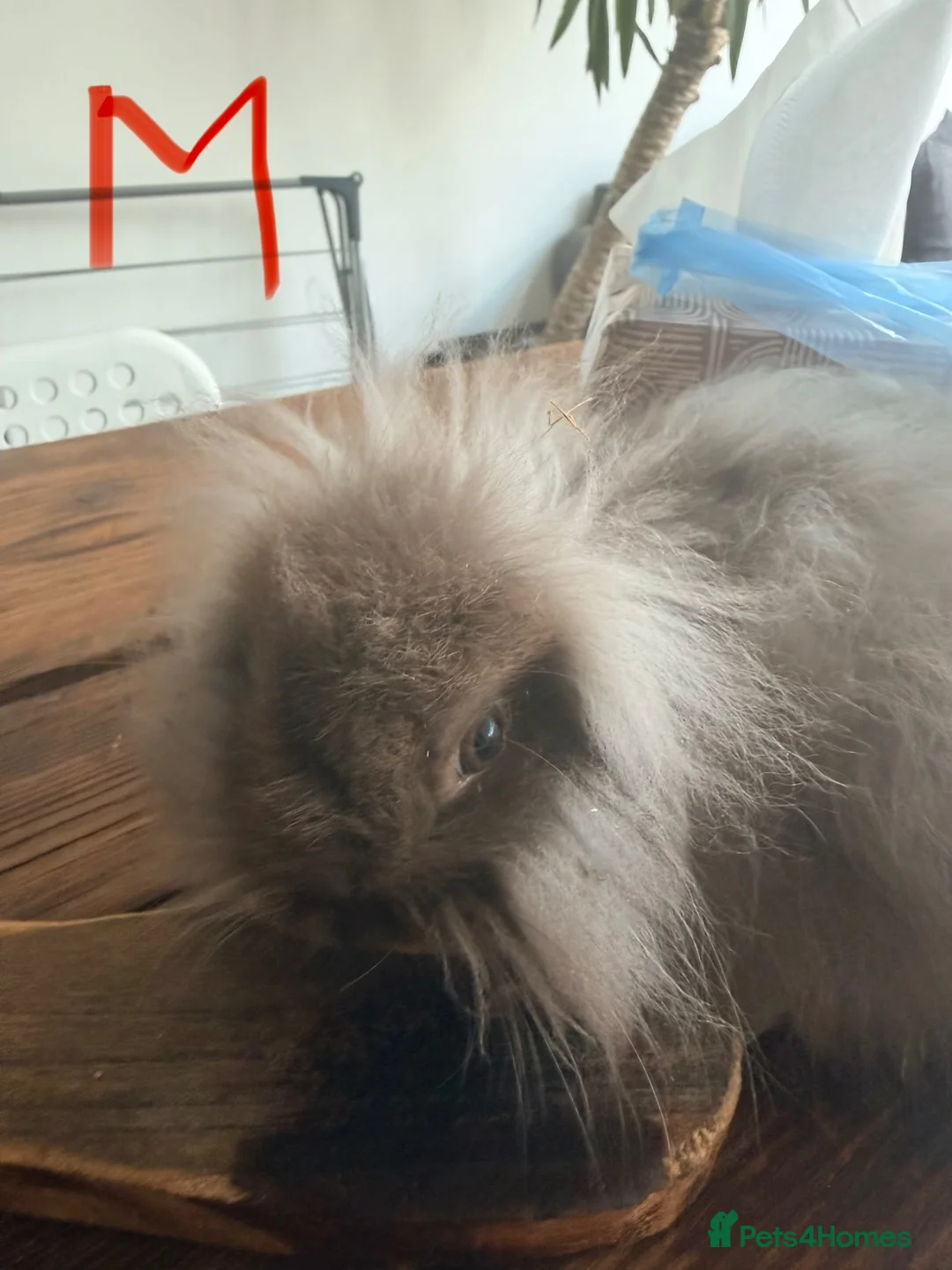 Mini Lion Lop rabbits for sale: Mini Lion Lop babies.  in Bognor Regis - Advert 3