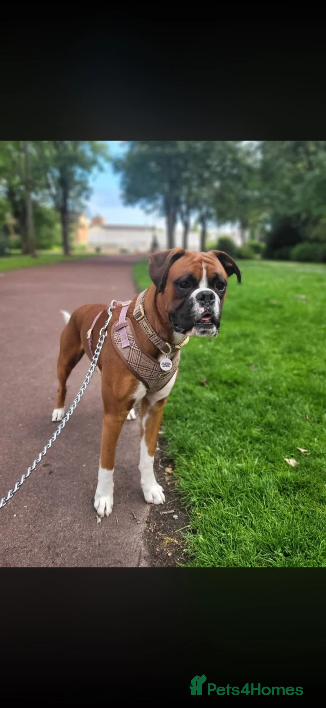 Boxer dogs for stud: STUD AVAILABLE - Advert 4