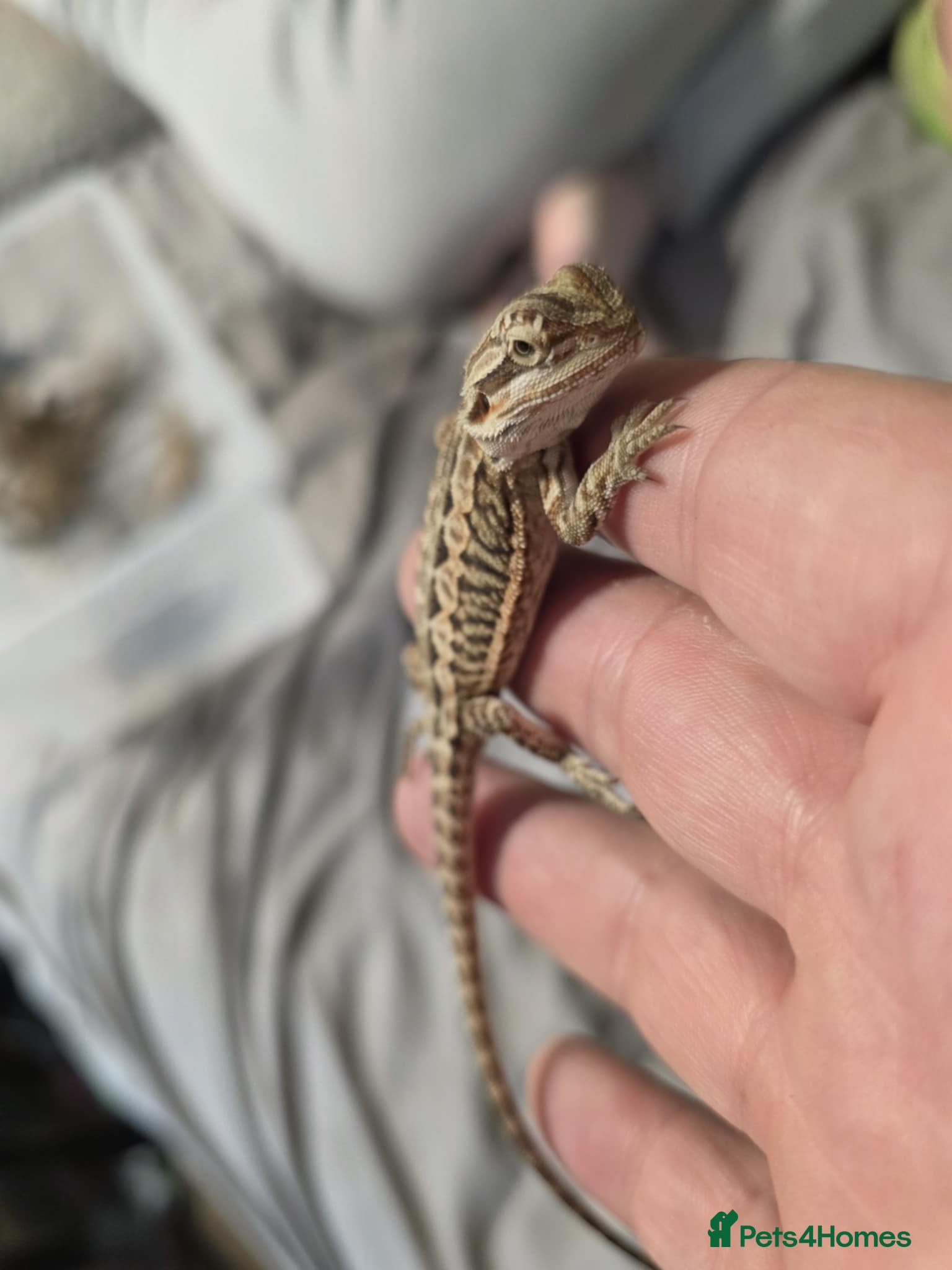 Bearded Dragon reptiles Baby bearded dragons for sale £80 each  - Advert 1