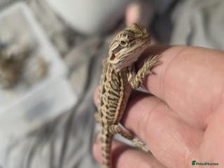 Bearded Dragon reptiles Baby bearded dragons for sale £80 each - Advert 1