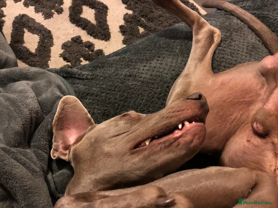 Weimaraner dogs for stud: Words of Wisdom in Bedford - Advert 5