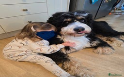 Bernedoodle dogs for sale: Gentle Giant Bernedoodles - Image 17