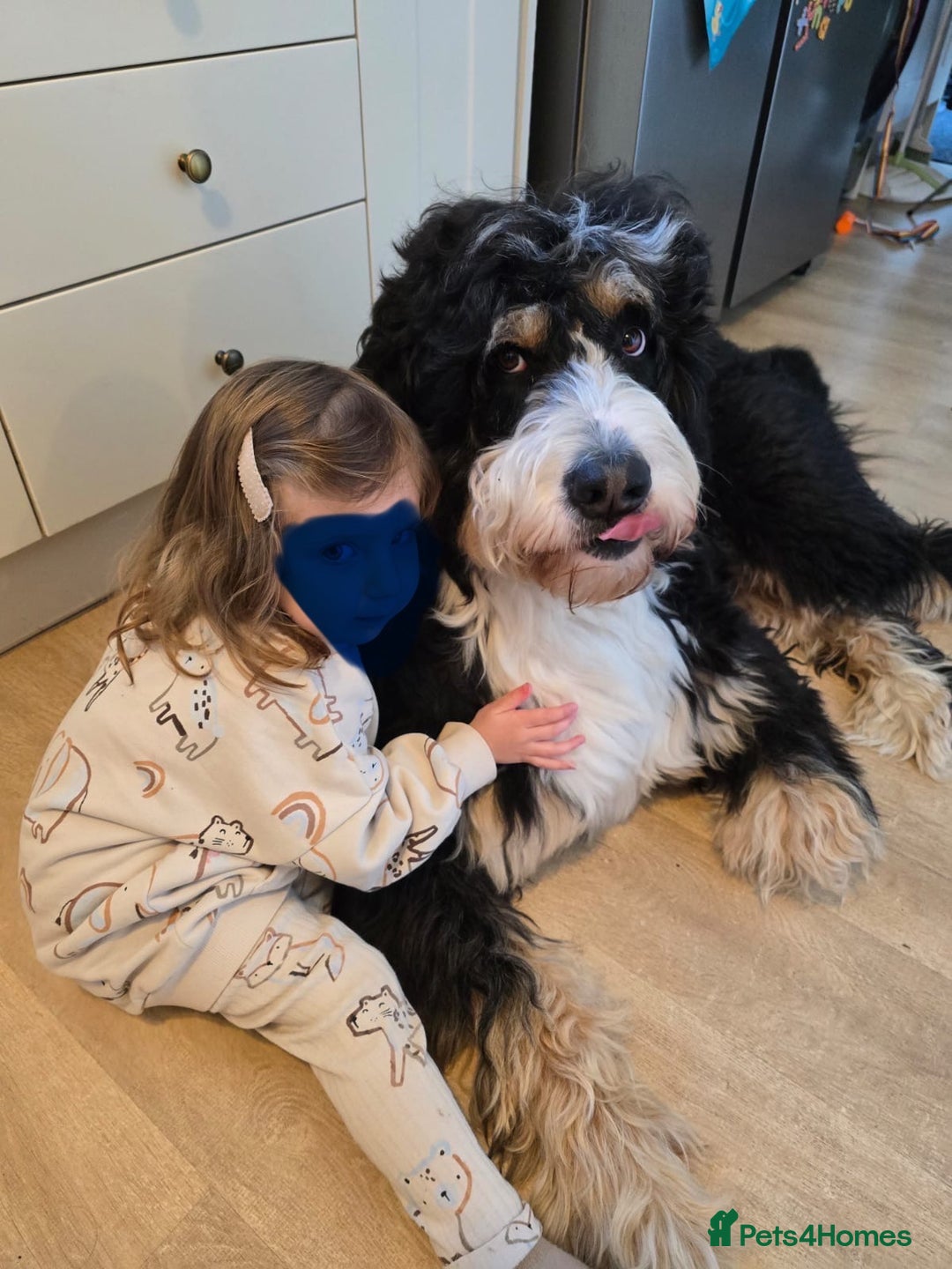 Bernedoodle dogs for sale: Gentle Giant Bernedoodles - Image 17