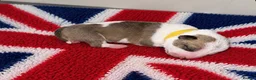 English Bull Terrier dogs for sale: Stunning KC Registered English Bullterrier Puppies - Advert 22