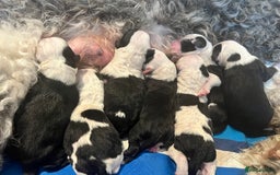 Sheepadoodle dogs for sale: Sheepadoodle Puppies -4 Female, 3 Male - Image 26