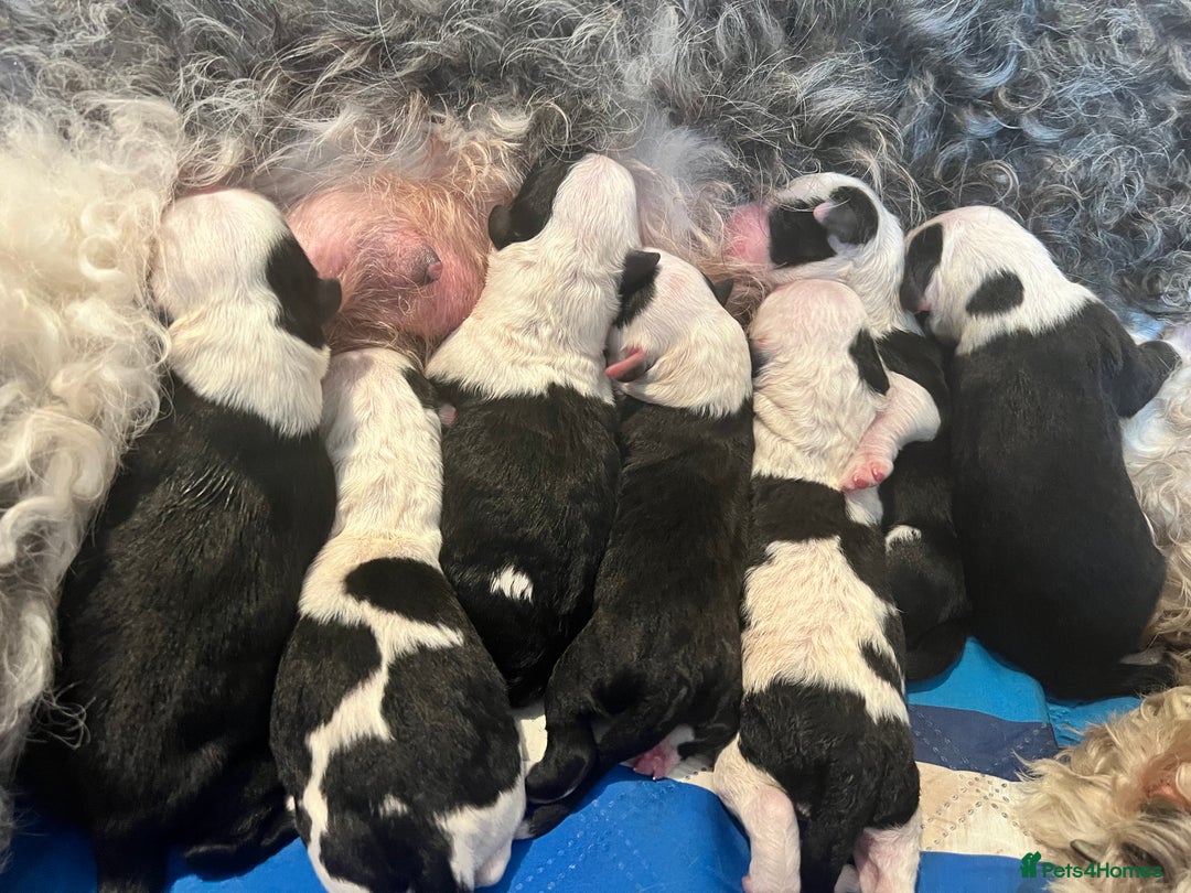 Sheepadoodle dogs for sale: Sheepadoodle Puppies -4 Female, 3 Male - Image 26