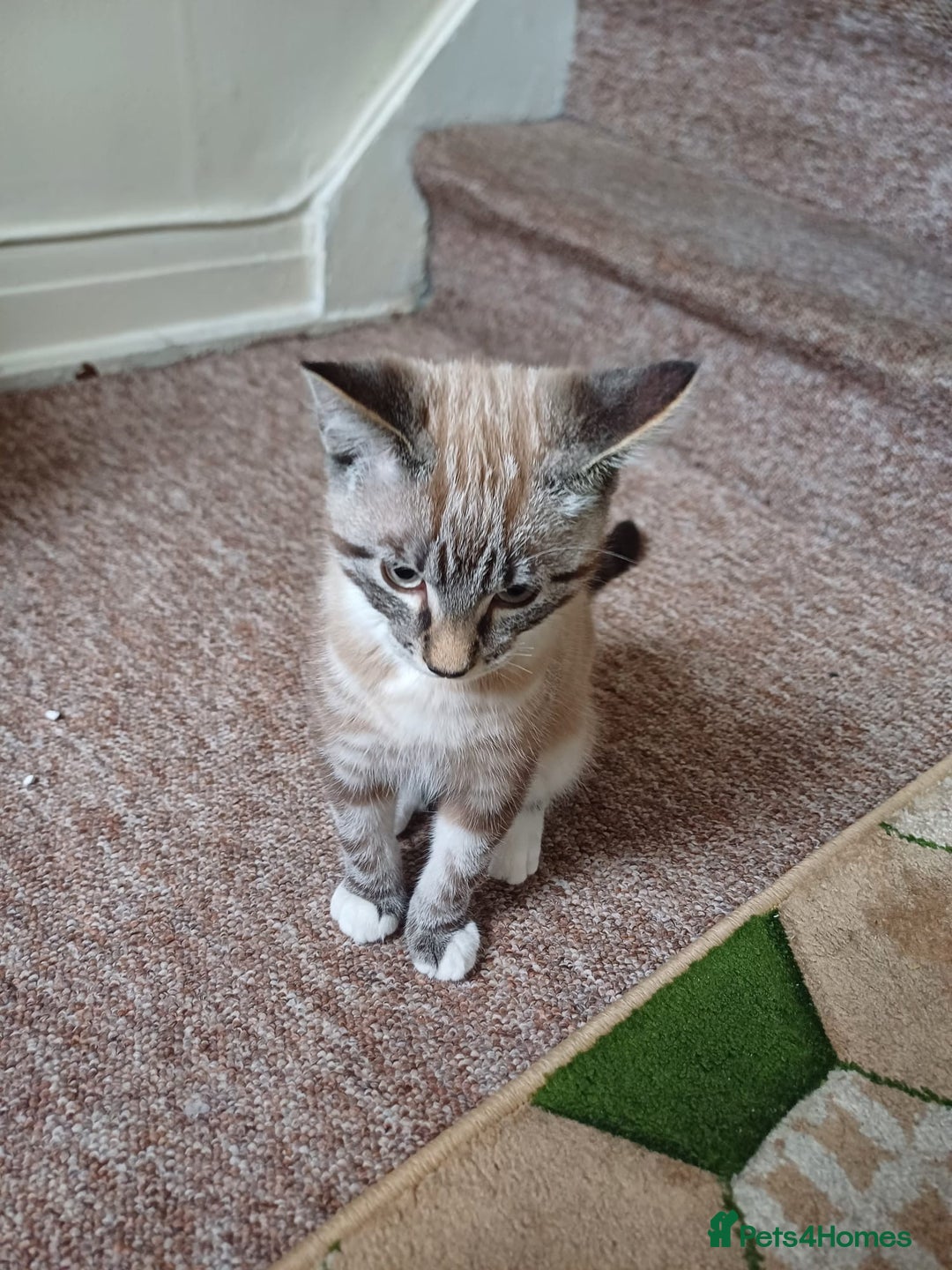 Domestic Shorthair cats for sale: Lynx Point Siamese Tabby mix  - Advert 13
