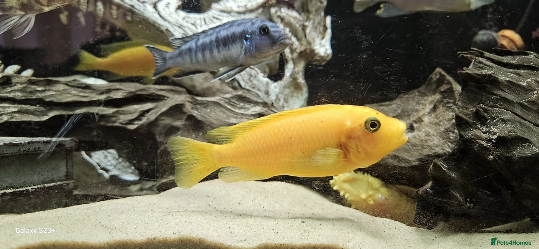 Other/Mixed Breed fish for sale: Assortment of fish  - Advert 15