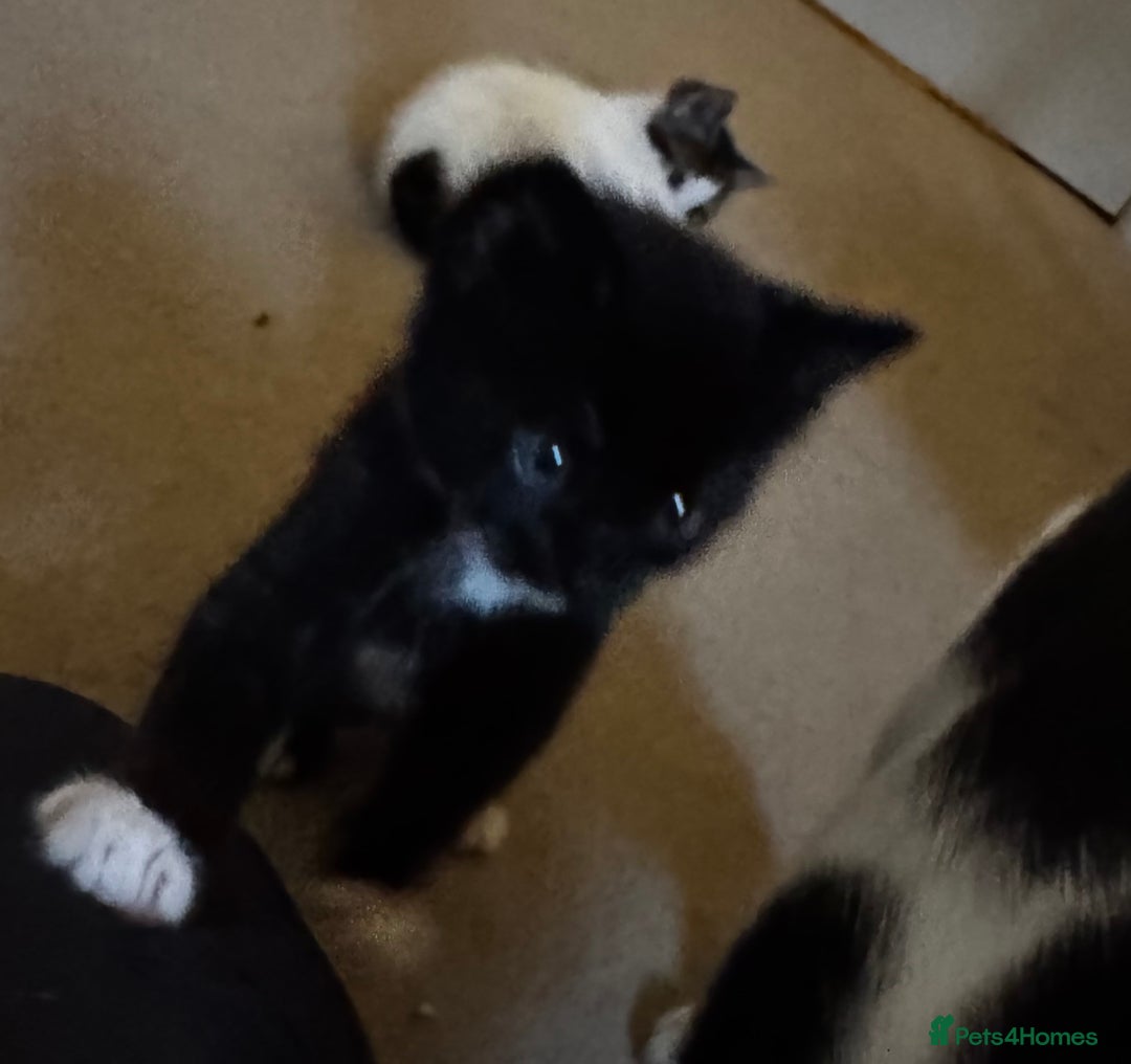 Domestic Shorthair cats for sale: 2 beautiful boy kittens  - Image 23