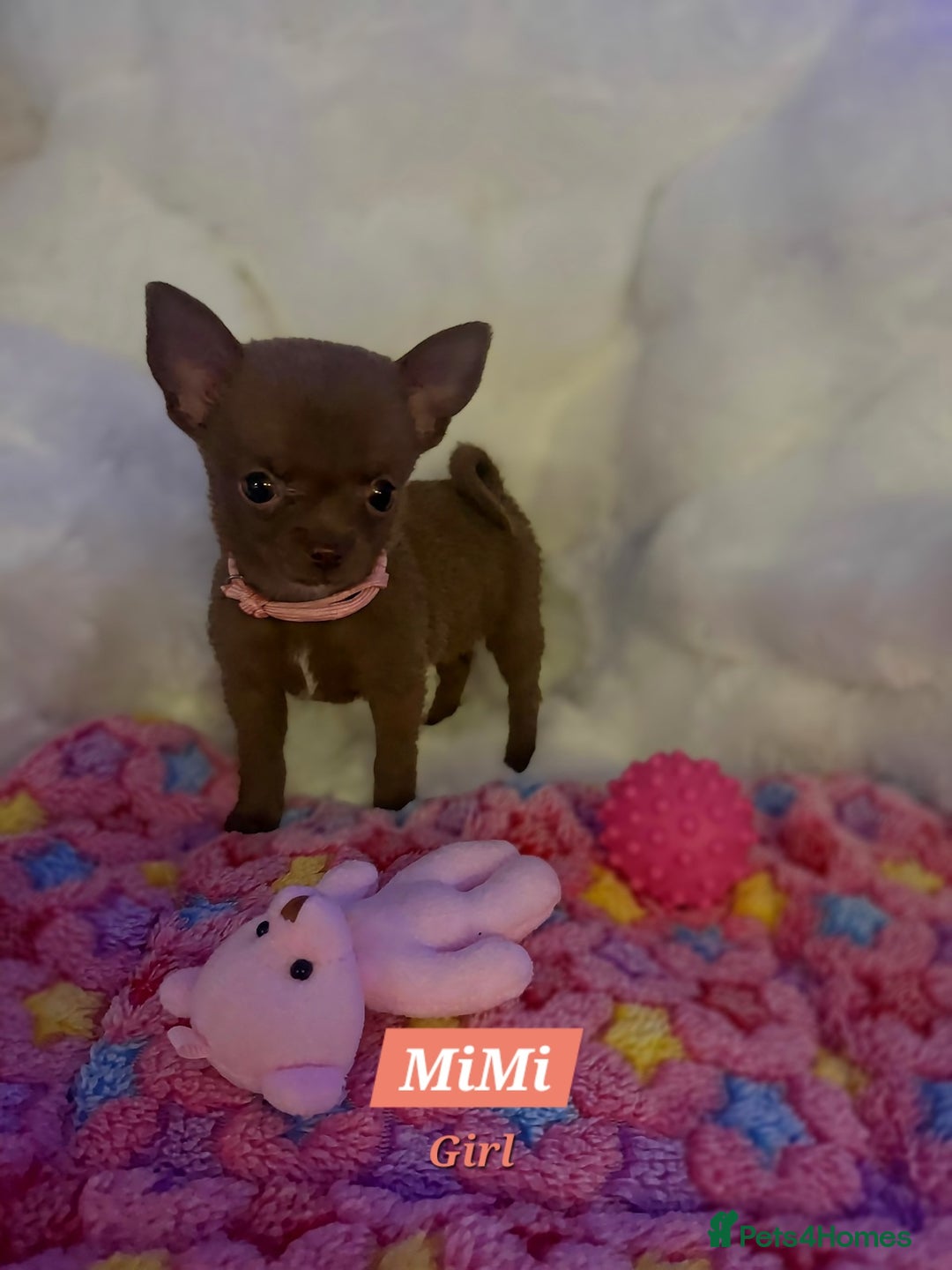 Pomchi dogs for sale: Fluffy Tiny Pomchi Puppies.🥰😍🤗 - Image 4