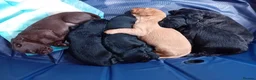 Cockerdor dogs for sale: ******Stunning cockedors****** - Advert 14