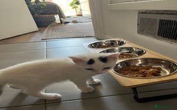 Mixed Breed cats for sale: Isha and Freya - Image 23