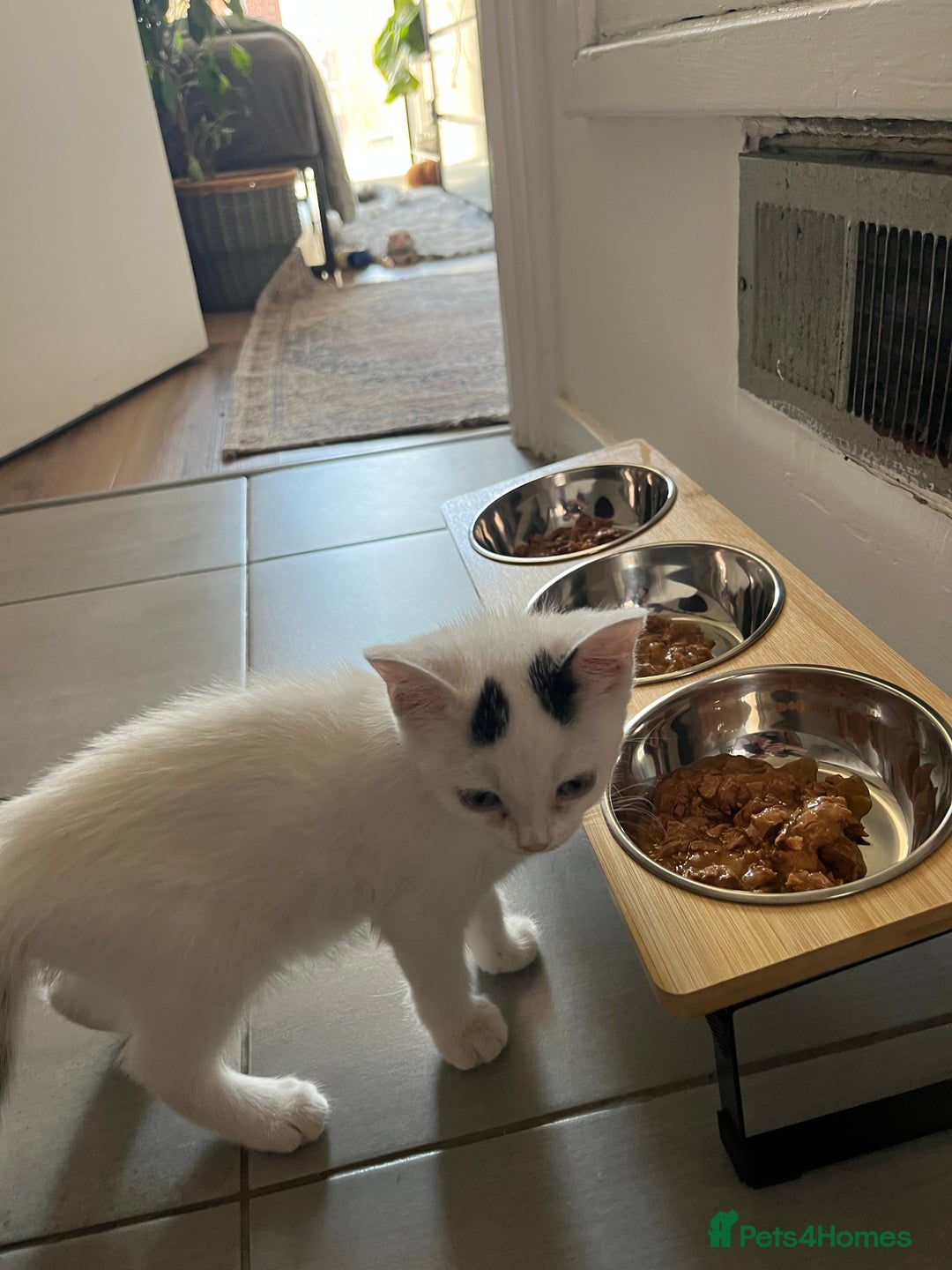 Mixed Breed cats for sale: Isha and Freya - Image 23