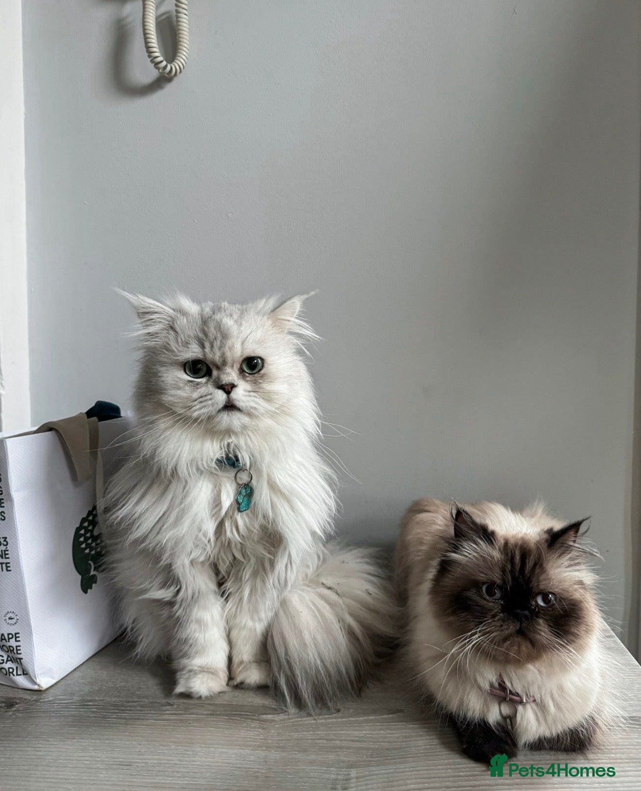 Persian cats Adorable fluffy Persian kittens for Sale - Advert 1