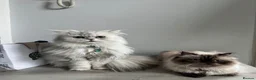 Persian cats for sale: Adorable fluffy Persian kittens for Sale - Advert 3