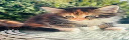 Maine Coon cats for sale: Beautiful Maine coon kittens  - Advert 14
