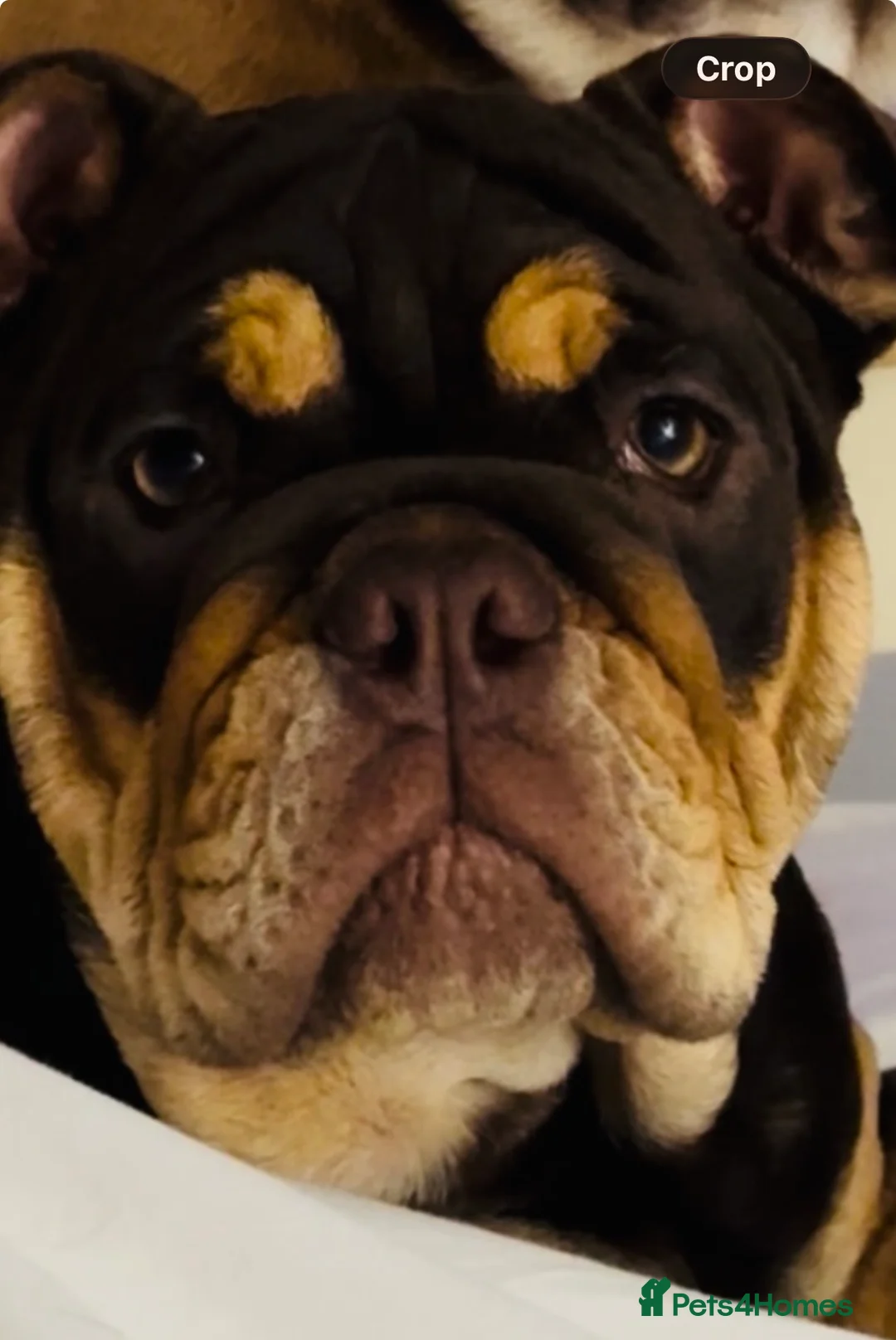 English Bulldog dogs for sale: 16 months old Female chocolate  - Advert 2