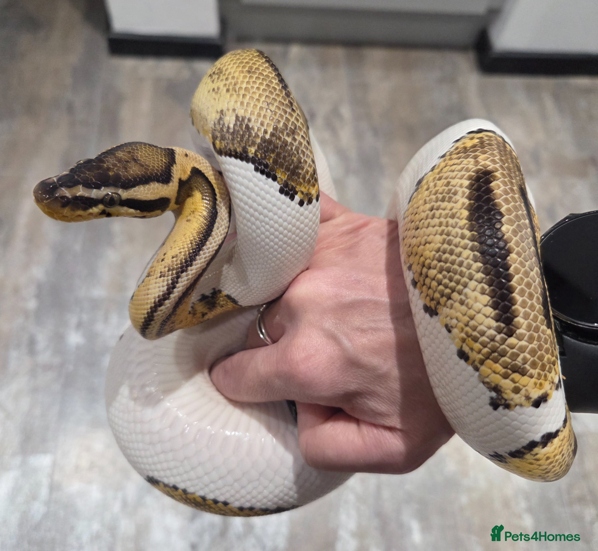 Snake reptiles Hognose & royal python ball python snake - Advert 2