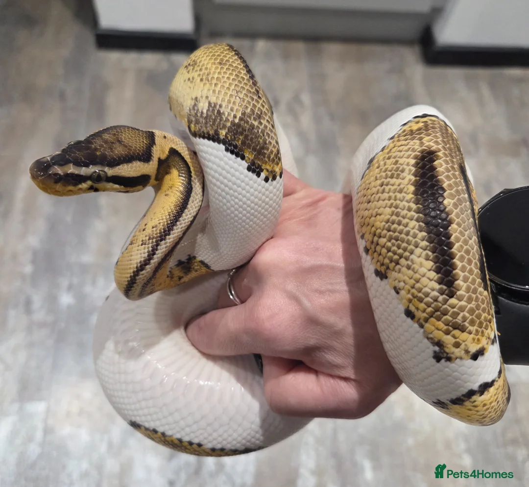 Snake reptiles for sale: Hognose & royal python ball python snake - Advert 2