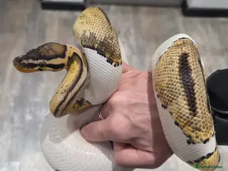 Snake reptiles Western Hognose & 2 female royal ball python snake - Advert 2