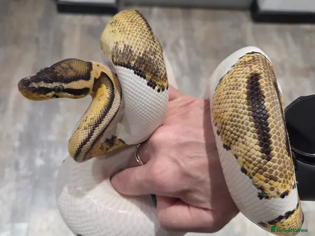 Snake reptiles Western Hognose & 2 female royal ball python snake - Advert 2