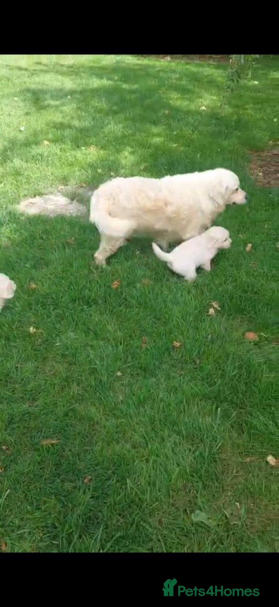 Golden Retriever dogs Golden retriever puppies  - Advert 2