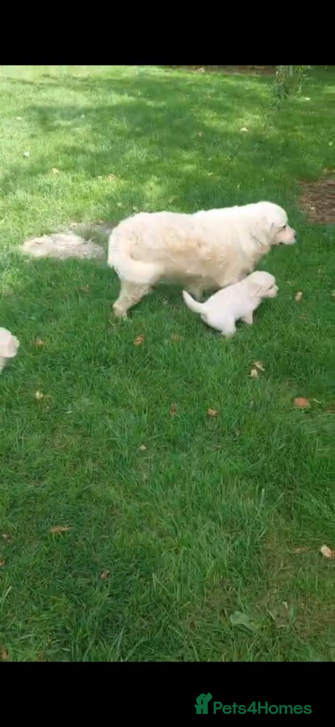 Golden Retriever dogs for sale: Golden retriever puppies  - Advert 1