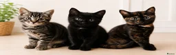 Mixed Breed cats for sale: 🐾 Beautiful Kittens Ready for Their New Homes 🐾 - Advert 1