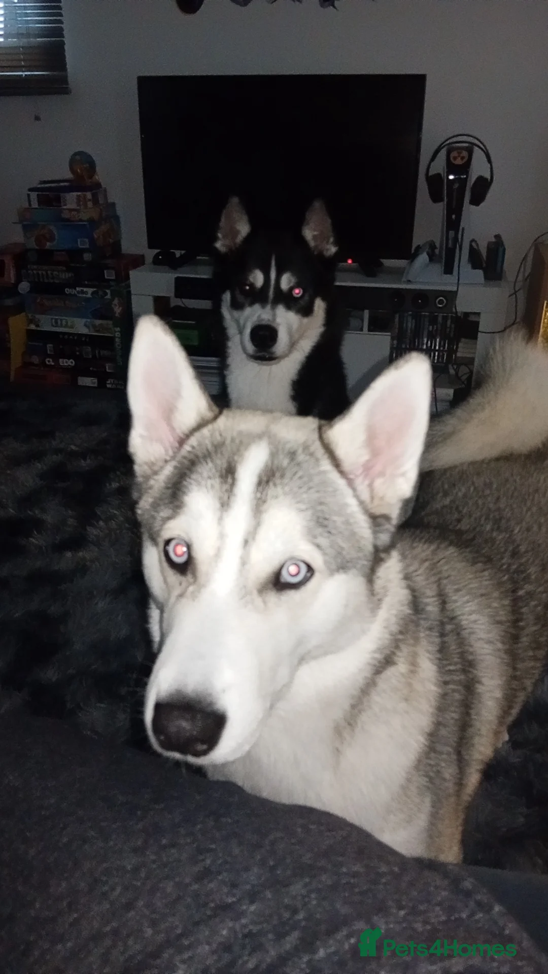 Siberian Husky dogs for sale: Female Siberian husky  - Advert 3
