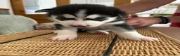 Siberian Husky dogs for sale: Adorable Siberian huskies  in Saint Helens - Advert 20