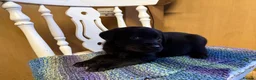 Labrador Retriever dogs for sale: 4 stunning black lab puppies - Advert 3