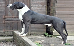 Great Dane dogs for stud: OPEN FOR STUD Stunning Apollo in Bathgate - Image 4