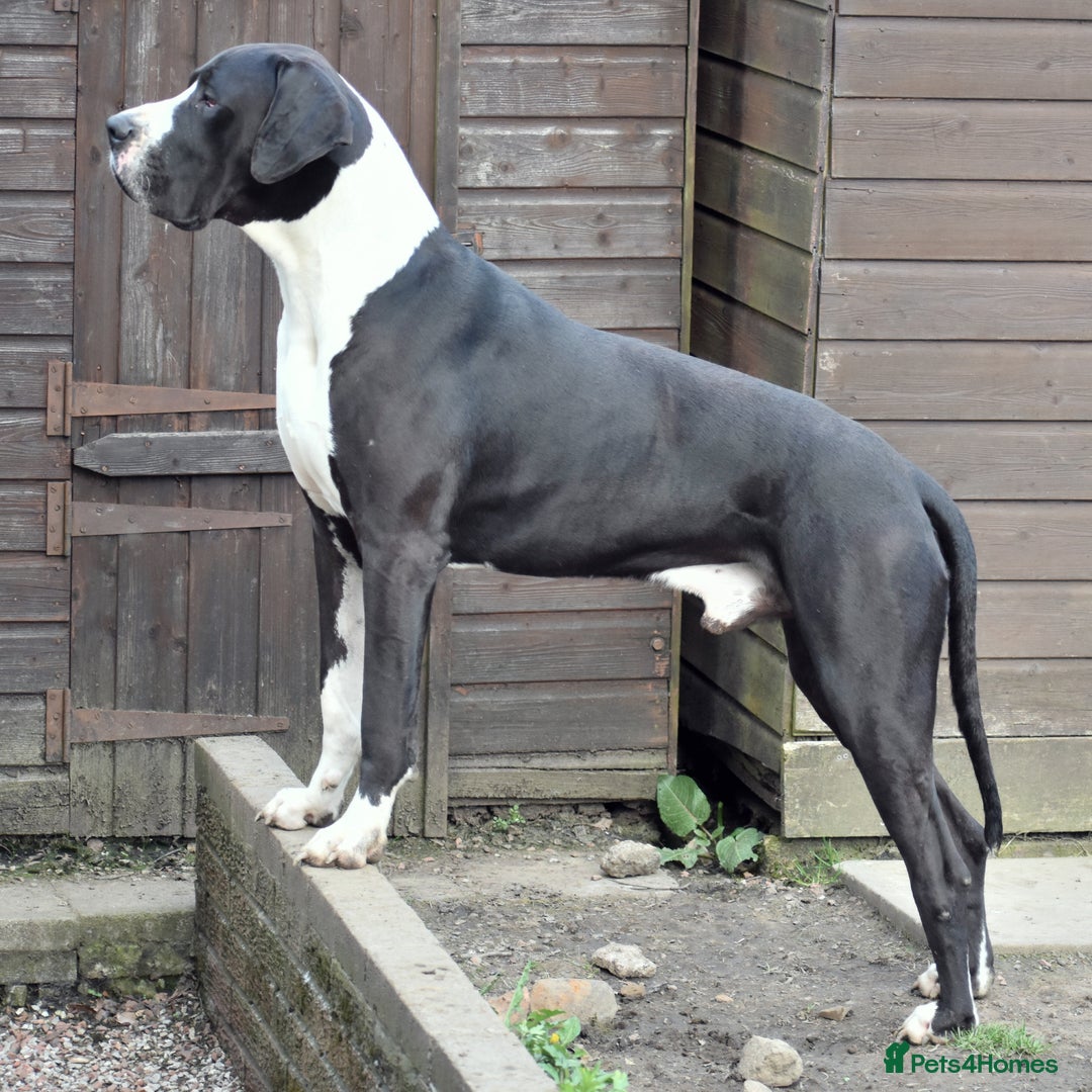 Great Dane dogs for stud: OPEN FOR STUD Stunning Apollo in Bathgate - Image 4