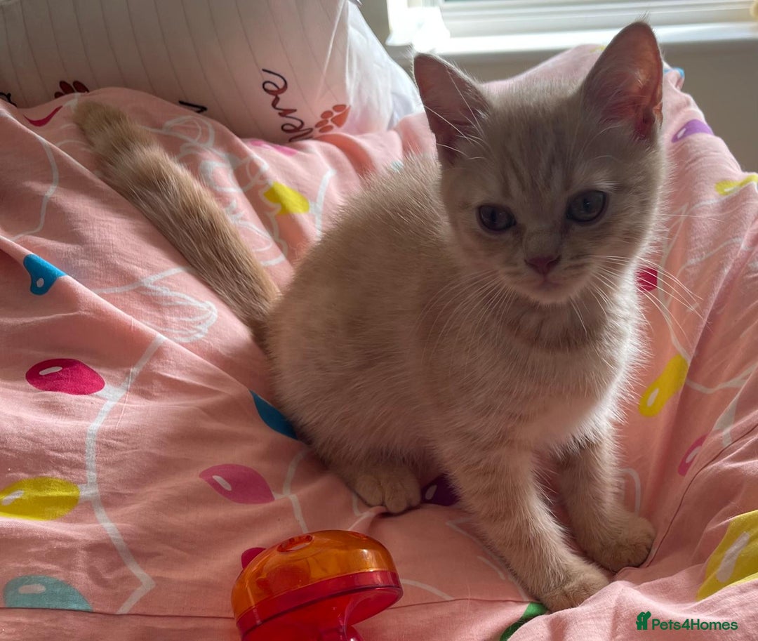 British Shorthair cats for sale: Beautiful 5th generation British shorthair kittens - Image 4
