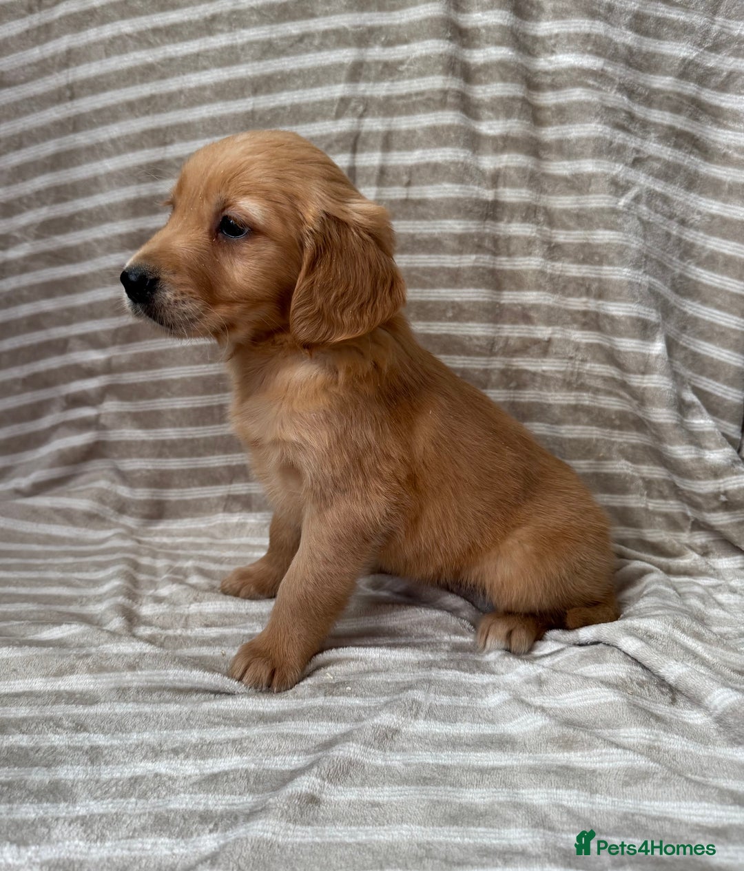 Golden Retriever dogs for sale: Ready🏡 health tested Golden Retriever babies🤍🧬 - Image 7