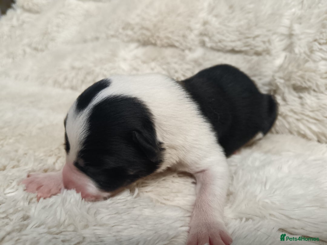 Border Collie dogs for sale: Border collie puppies B/W  - Advert 16