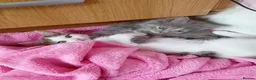 Mixed Breed cats for sale: Two beautiful kittens  - Advert 4