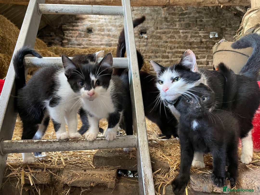 Mixed Breed cats for sale: Black/ black & white kittens Lancaster / Bentham - Image 2